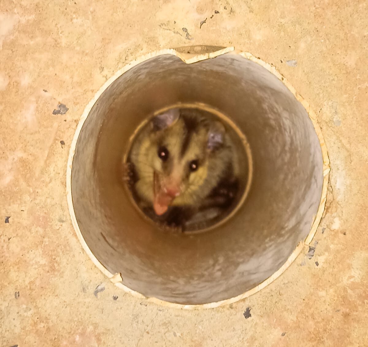 Ao menos o gambá-de-orelha-preta (Didelphis aurita), possui uma glândula que exala odor desagradável na região posterior do corpo que é liberado quando o animal se sente ameaçado e é obrigado a se fingir de morto.