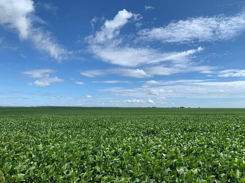 Foto plantação de Soja