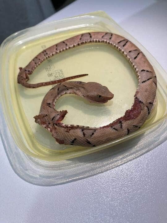 Criança de 1 ano é picada por cobra jararaca dentro de casa em Mato Grosso 3 Essas serpentes apresentam grande variação em tamanho, as menores espécies não ultrapassando setenta centímetros e as maiores atingindo cerca de dois metros de comprimento.