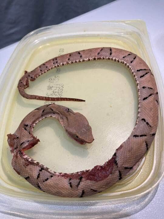 Criança de 1 ano é picada por cobra jararaca dentro de casa em Mato Grosso 2 Essas serpentes apresentam grande variação em tamanho, as menores espécies não ultrapassando setenta centímetros e as maiores atingindo cerca de dois metros de comprimento.