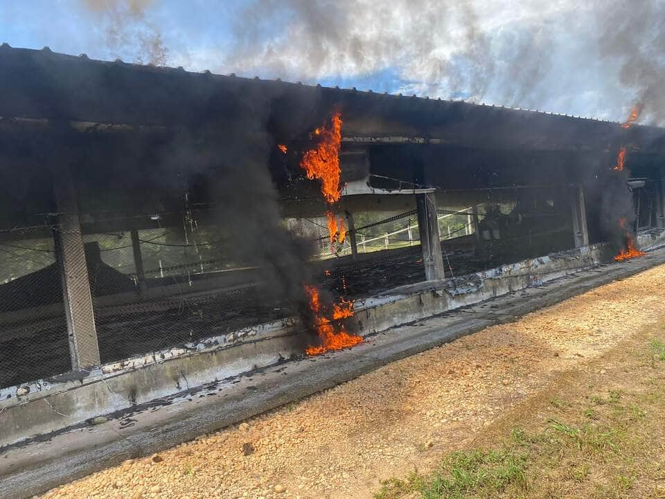 Incêndio destrói aviário de frango em Nova Mutum