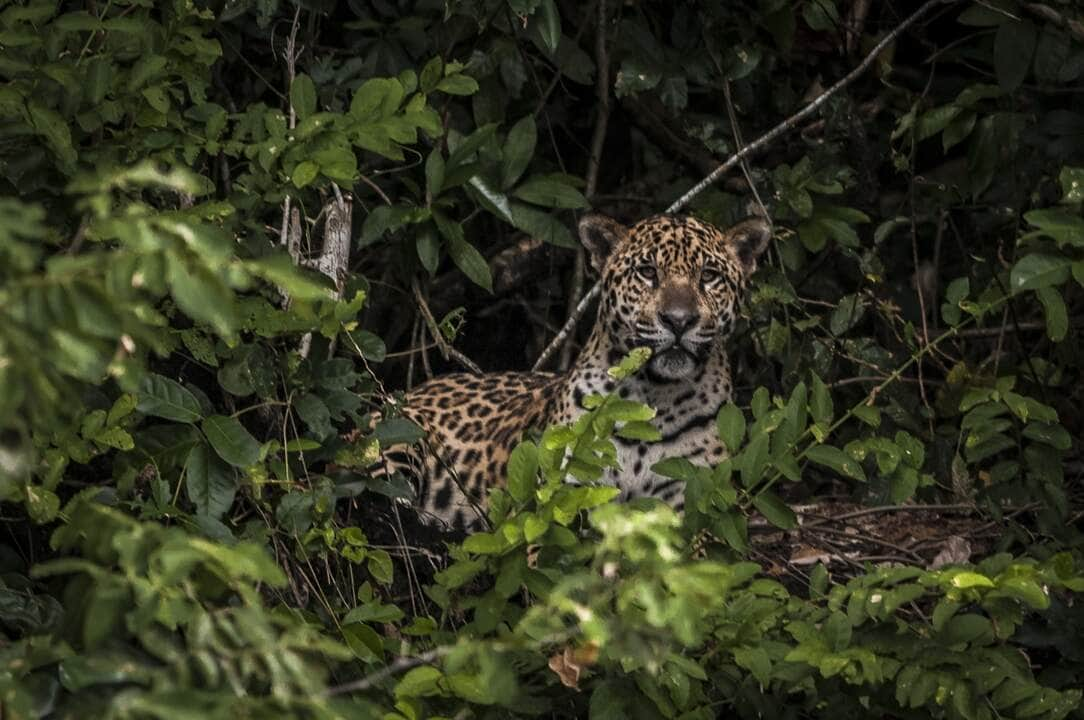 amazonia estudo mostra que oncas estao em areas ameacadas pelo homem