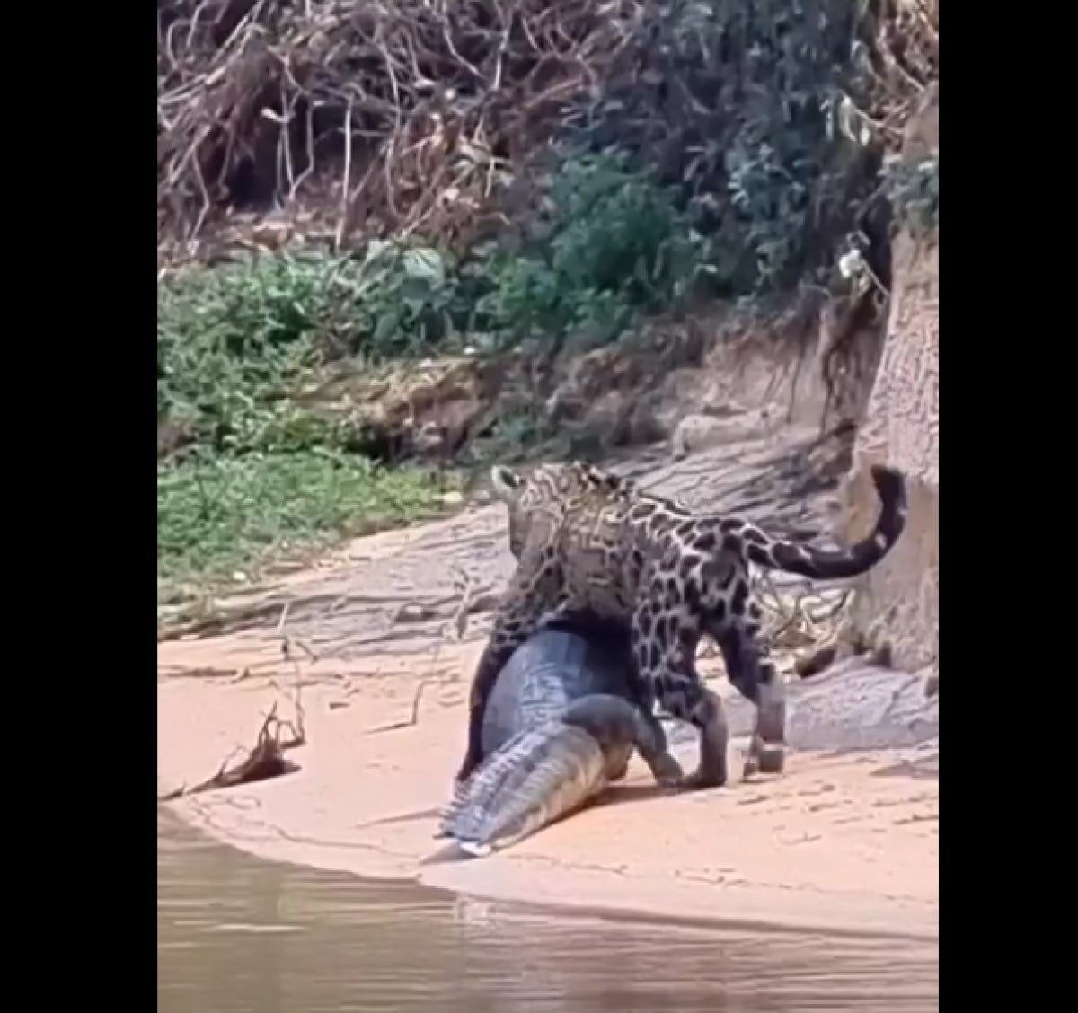 Porém, o maior desafio desses maravilhosos felinos é sobreviver em espaços cada vez menores por conta do desmatamento e destruição de seu habitat natural.