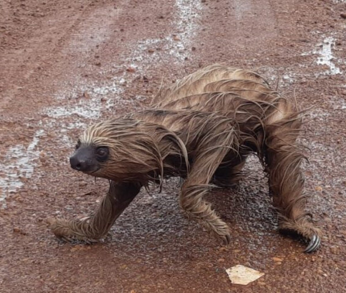 São mamíferos arborícolas e estão divididos em dois gêneros, Bradypus e Choloepus.