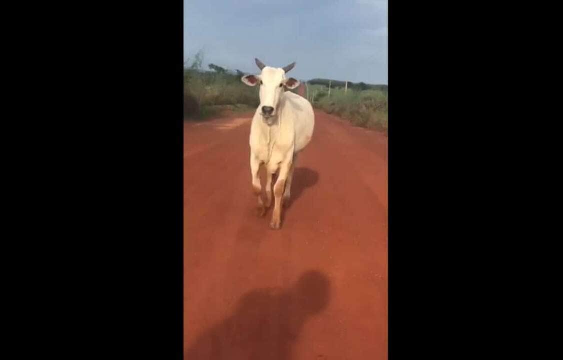 O gado taurino é encontrado principalmente na Europa e em áreas temperadas da Ásia , Américas e Austrália. 