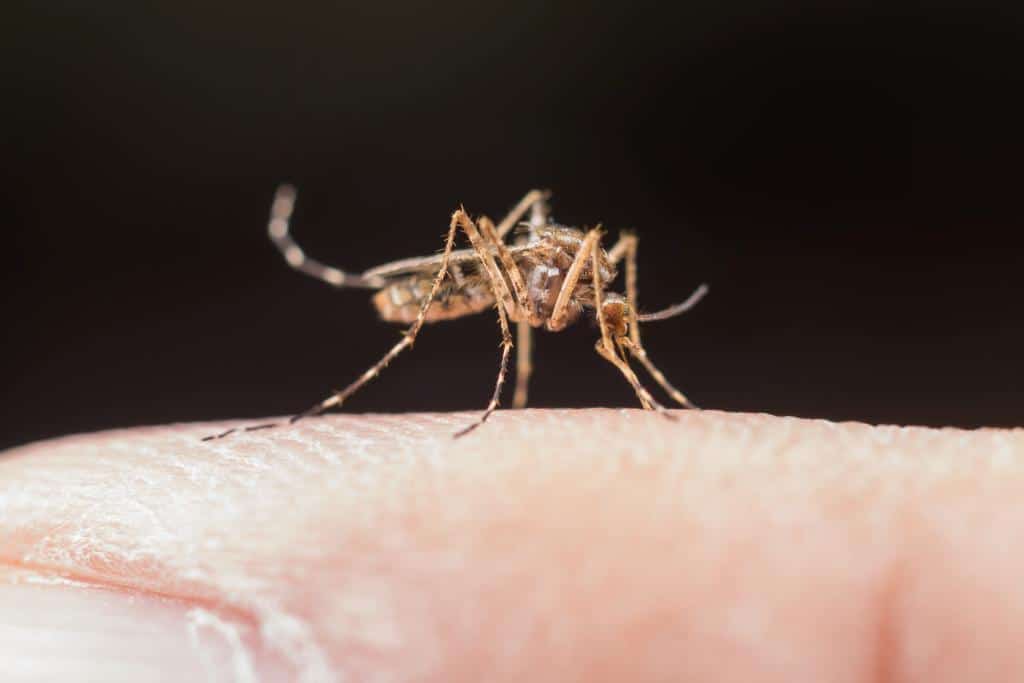 casos de malaria caem 63 em mt apos acoes de prevencao adotadas pelo governo