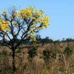 desmatamento em mato grosso