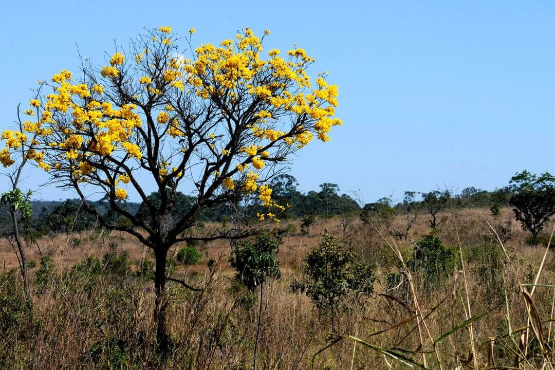 desmatamento em mato grosso