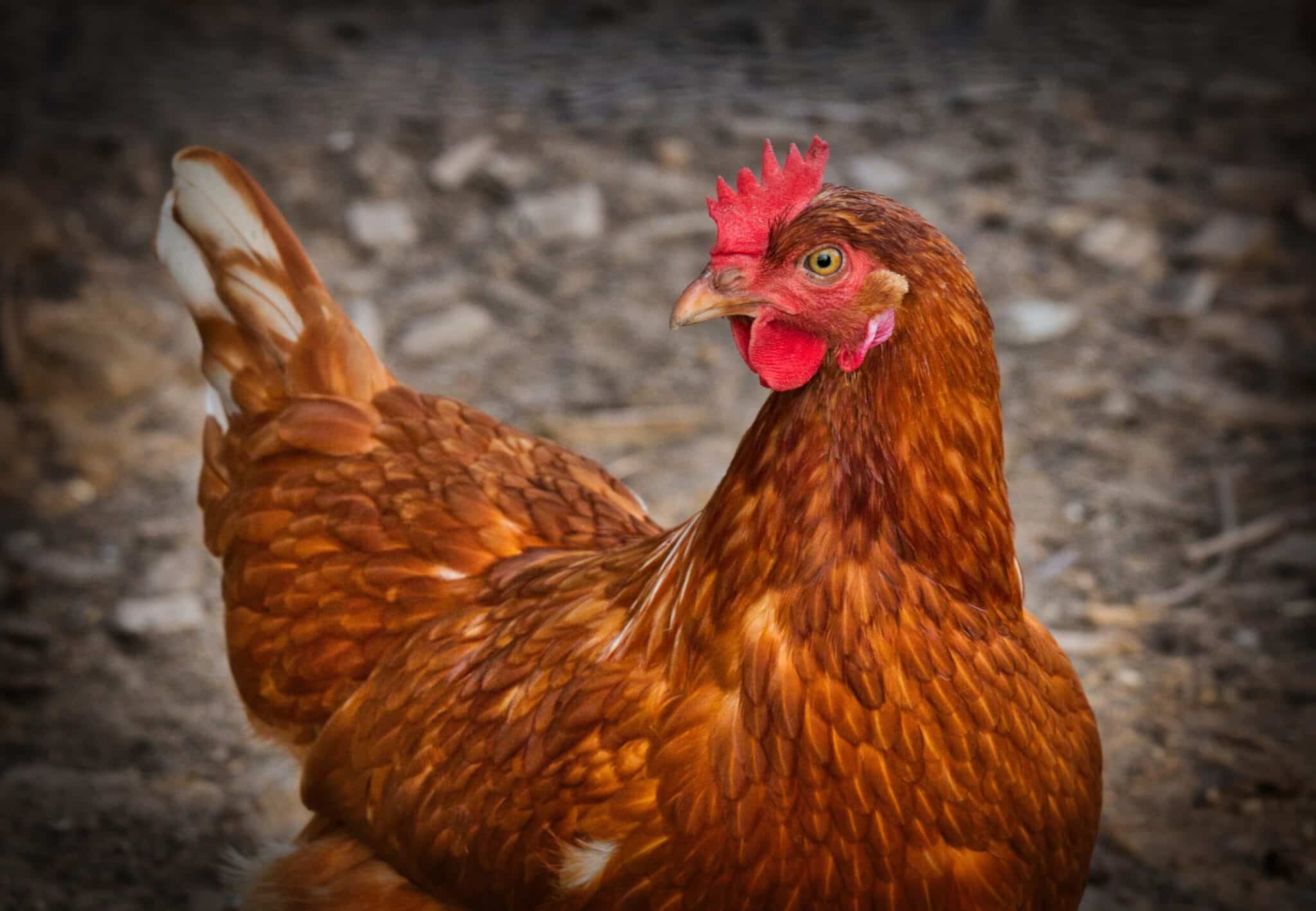 As galinhas são animais inteligentes e curiosos. Elas são capazes de aprender truques e de reconhecer seus donos. Elas também são capazes de expressar uma variedade de emoções, incluindo alegria, tristeza, medo e raiva.