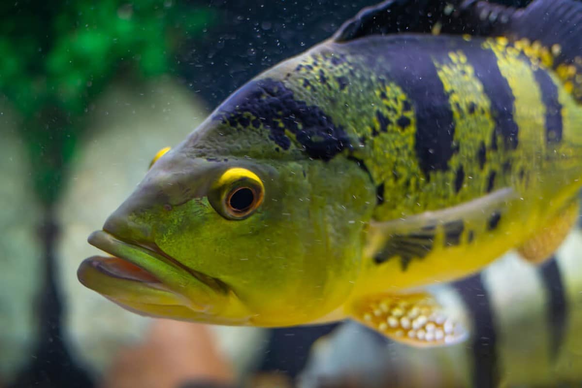 O tucunaré é um peixe voraz, que ocupa os níveis superiores das cadeias alimentares dos rios.