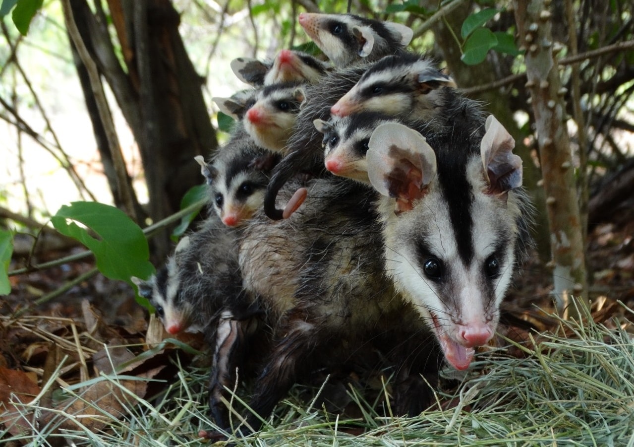 Gambás são animais solitários, arborícolas ou terrestres e de hábitos noturnos.