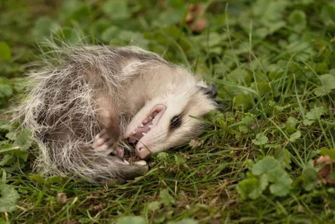 Imagem fofa de mamãe gambá carreando seus filhotes 3 o gambá adota a estratégia conhecida como tanatose. Nesse processo, o animal se finge de morto, permanecendo imóvel e diminuindo sua frequência cardíaca e respiratória.