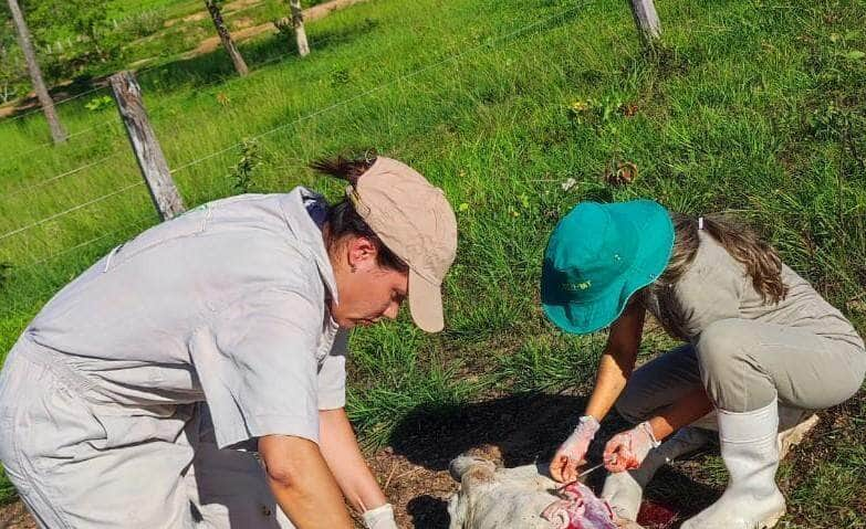 indea e empaer identificam causa de morte de vaca por diarreia viral bovina