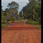 Bezerro é uma espécie de bovino do gênero Bos e da ordem Artiodactyla. Sendo um mamífero ungulado e apresenta dois dígitos (dedos) em cada membro.