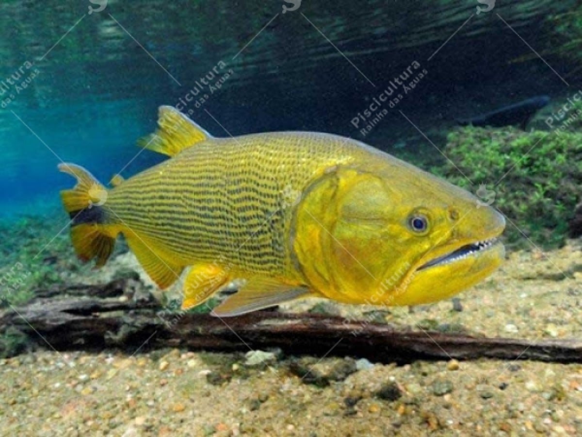 As escamas apresentam um filete negro no meio que no conjunto formam listras dessa cor no sentido longitudinal, do dorso até à linha lateral. As fêmeas podem alcançar 1m de comprimento e pesar mais de 20 quilos.