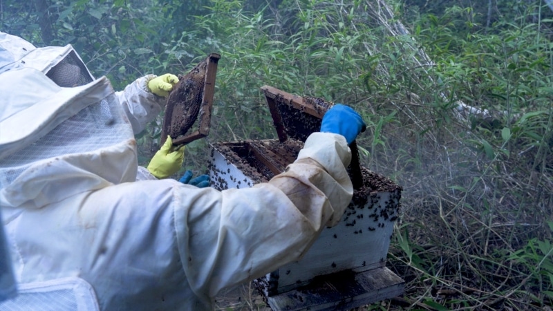 prefeitura inicia trabalho tecnico para fomentar a producao de mel em lucas do rio verde