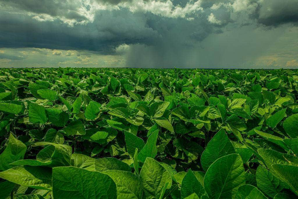 producao de soja em mt deve atingir novo recorde com 42 82 milhoes de toneladas