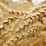 producao de trigo no br cresceu 76 nos ultimos 5 anos .