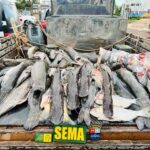 sema mt apreende 450 kg de pescado ilegal na primeira semana apos fim da piracema