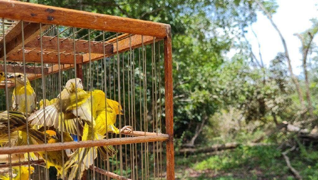 sema mt credencia nove areas de soltura e reintegracao de animais resgatados