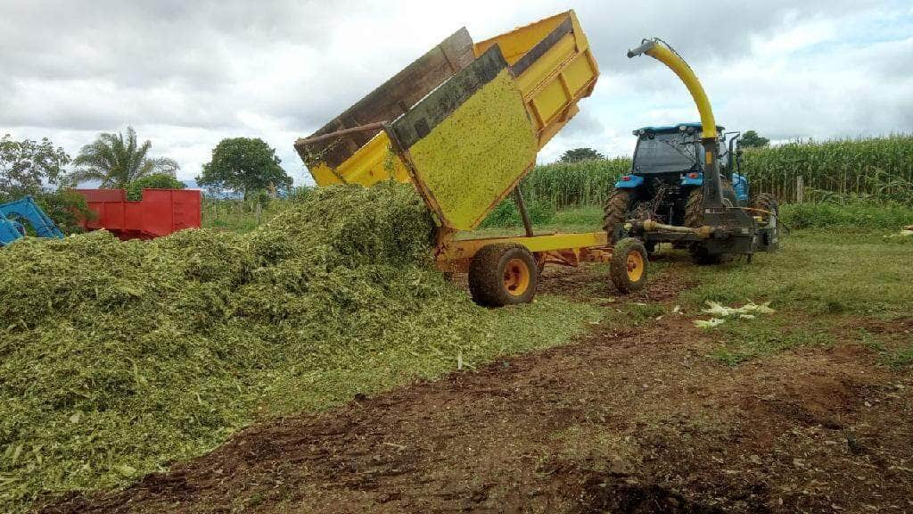 silagem e produzida com acompanhamento tecnico da empaer para garantir sustento do gado na seca