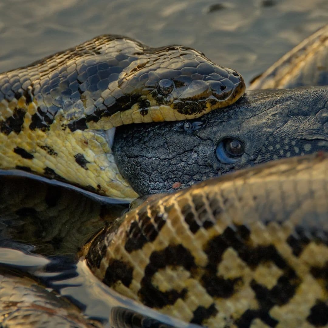 Sucuris são serpentes de grande porte e predadores de topo. Existem quatro espécies, todas pertencentes a família Boidae e gênero Eunectes.