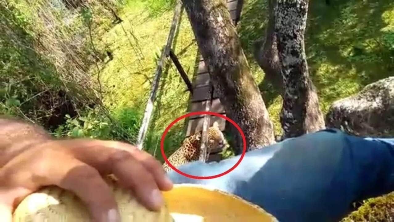 Guias turísticos sobem em árvore após onça-pitada aparecer em passarela que eles consertavam, no Pantanal de MS. — Foto: Giuliano Acunha Dias