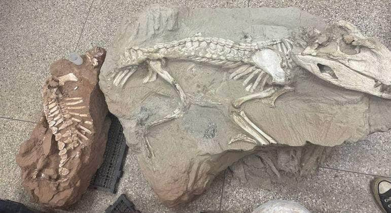 Fóssil de 230 milhões de anos é dinossauro mais antigo da África