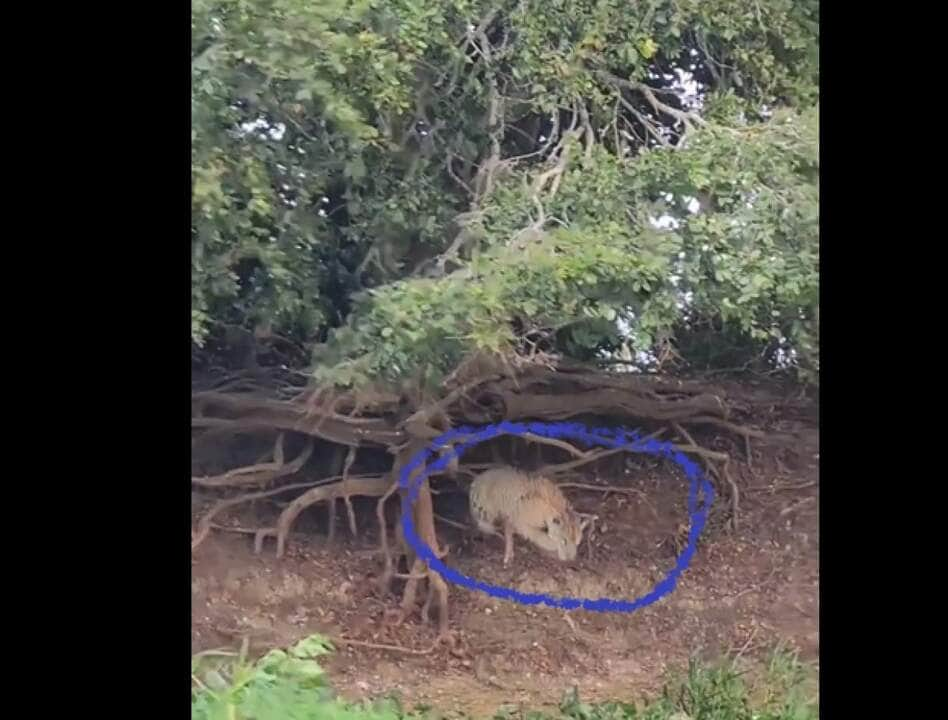 Além de possuir uma força excepcional, a onça-pintada é a que possui maior poder em suas mordidas, entre os grandes felinos do planeta.