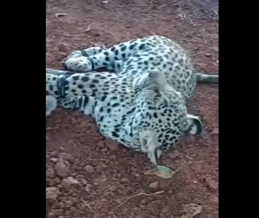 A onça-pintada (Panthera onça) é a rainha do Pantanal, ao passo que está no topo da cadeia alimentar, sendo o animal considerado o mais incrível superpredador.