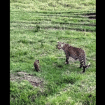 De grande porte, a onça-pintada pode chegar a mais de 150 quilos e comprimento entre 1,12 a 1,85 metros. Ao contrário dos leopardos, as onças têm cauda mais curta.