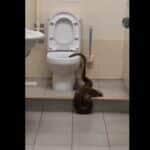 O enorme tamanho e o padrão atraente dessas cobras fizeram deles exposições de zoológicos favoritos, com vários indivíduos alegando estarem acima de 6,1 m (20 pés) de comprimento e mais do que um deles afirmar ser o maior em cativeiro