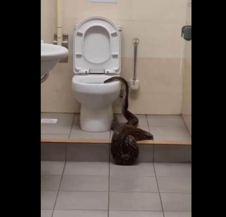 O enorme tamanho e o padrão atraente dessas cobras fizeram deles exposições de zoológicos favoritos, com vários indivíduos alegando estarem acima de 6,1 m (20 pés) de comprimento e mais do que um deles afirmar ser o maior em cativeiro