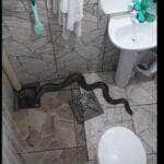 Uma das principais características das cobras sucuris, além do tamanho que chama a atenção, é o dimorfismo sexual, ou seja, nas quatro espécies, as fêmeas são maiores que os machos.