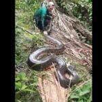 Em algumas situações, a fêmea acaba que por praticar o canibalismo, ou seja, como o macho com quem a pouco acoplou. O canibalismo sexual só foi confirmado em E. murinus.