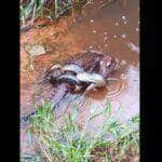 Os jacarés se diferenciam dos crocodilos por possuírem uma cabeça mais curta e mais larga, com focinhos mais avantajados. Onde Jacarés ingerem carne e peixe.