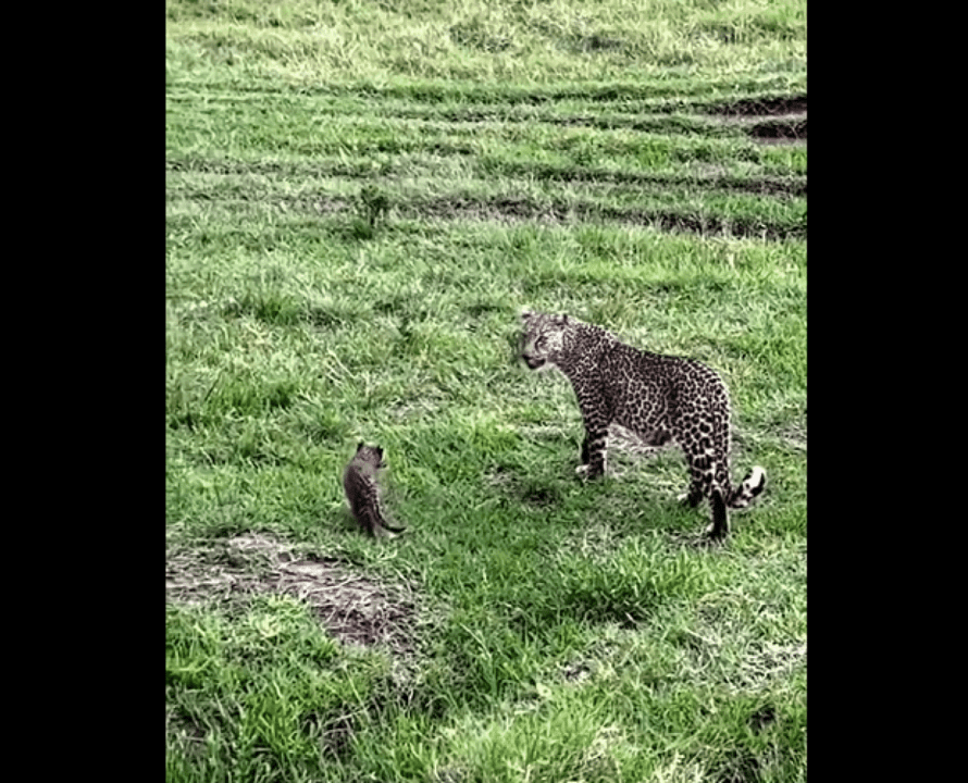 De grande porte, a onça-pintada pode chegar a mais de 150 quilos e comprimento entre 1,12 a 1,85 metros. Ao contrário dos leopardos, as onças têm cauda mais curta.