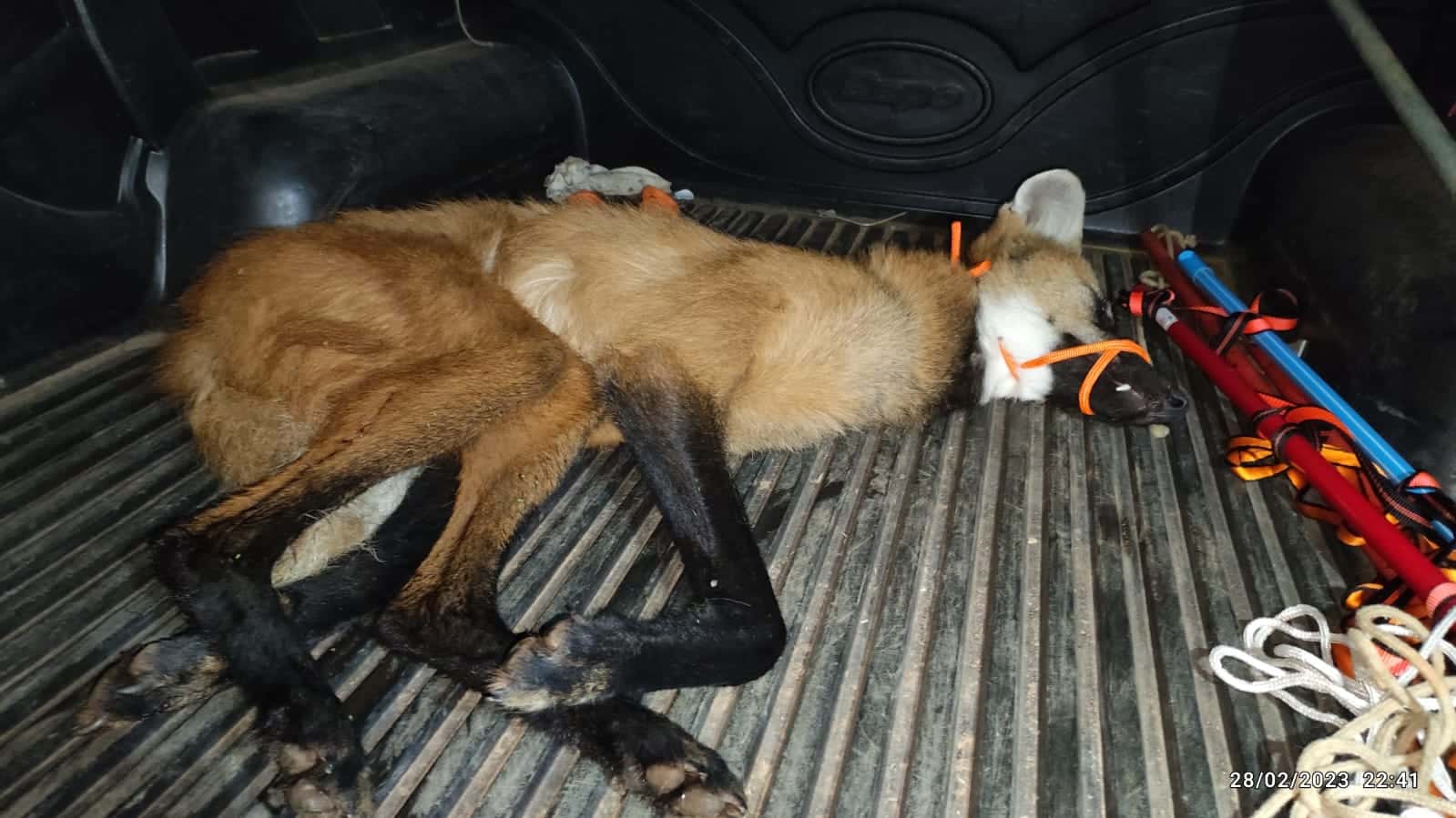 As pegadas do lobo-guará são semelhantes às do cão, mas apresentam as almofadas plantares desproporcionalmente pequenas quando comparadas com as marcas dos dígitos, que são bem abertas