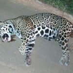 A onça-pintada (Panthera onça) é a rainha do Pantanal, ao passo que está no topo da cadeia alimentar, sendo o animal considerado o mais incrível superpredador.