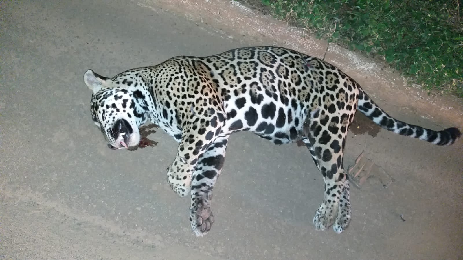 A onça-pintada (Panthera onça) é a rainha do Pantanal, ao passo que está no topo da cadeia alimentar, sendo o animal considerado o mais incrível superpredador.