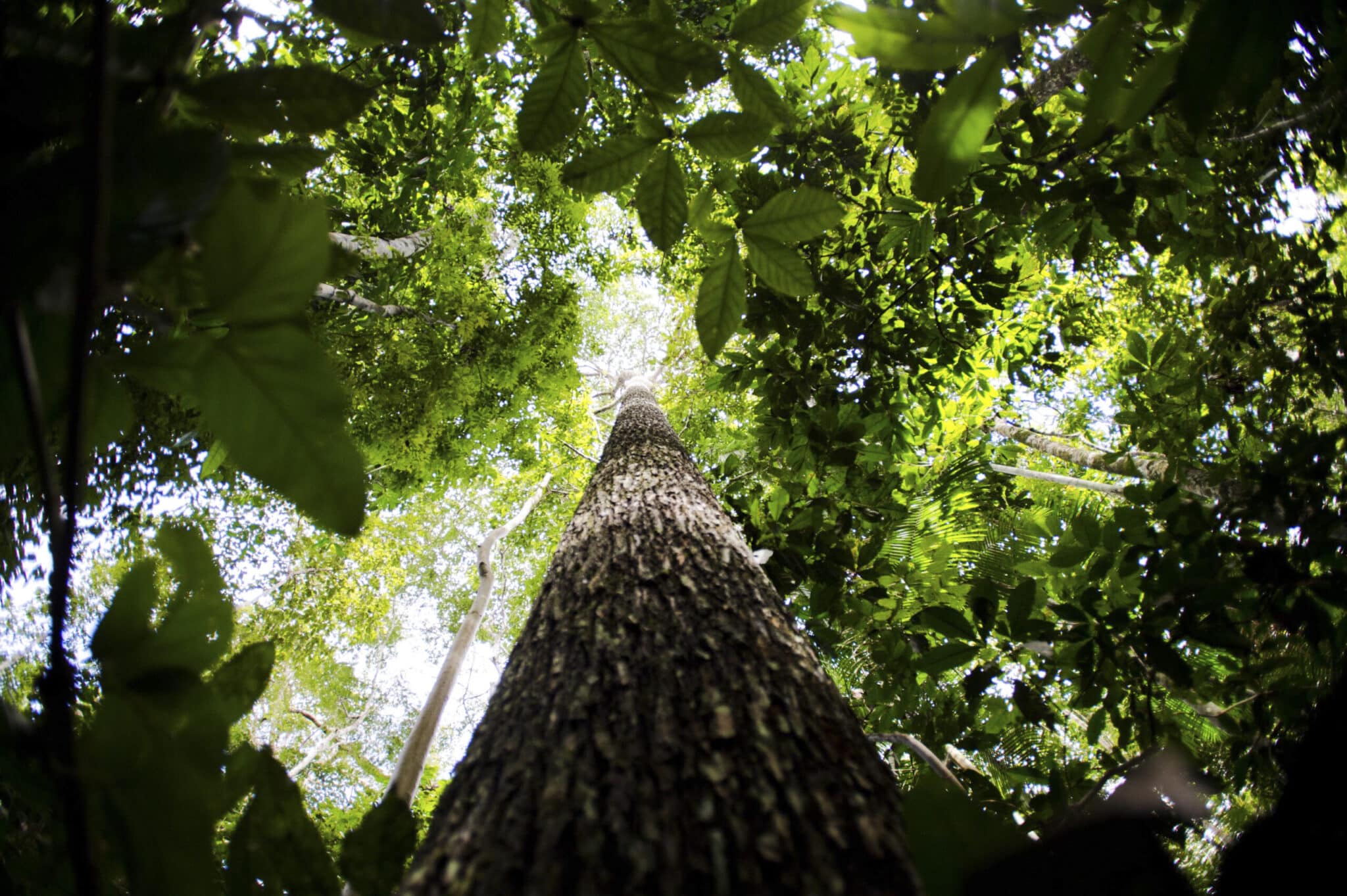 acao na paulista pede apoio para aprovacao de leis pelo meio ambiente scaled