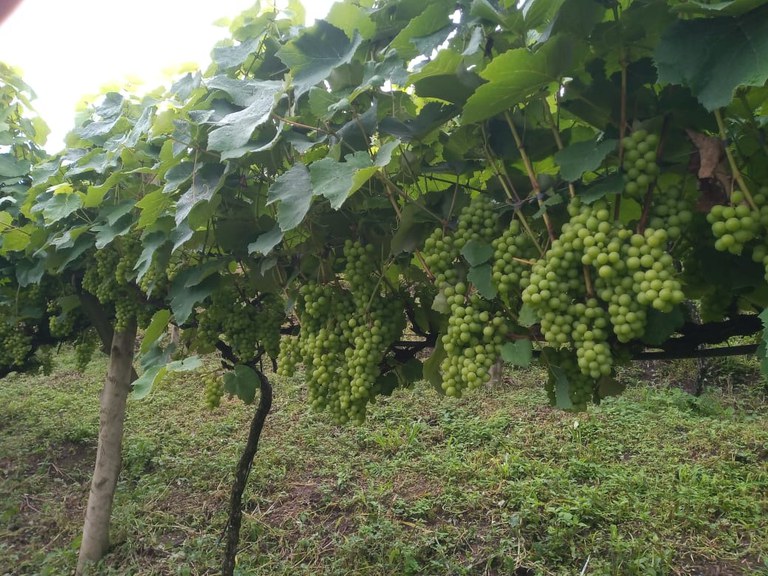 agricultores de santa teresa es serao capacitados para transicao de manejo organico biodinamico nos vinhedos da regiao