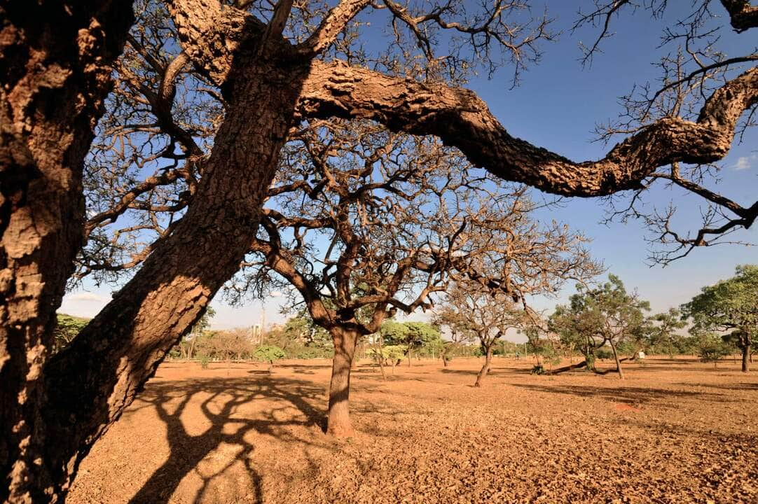 ambientalistas denunciam degradacao dos recursos hidricos do cerrado scaled