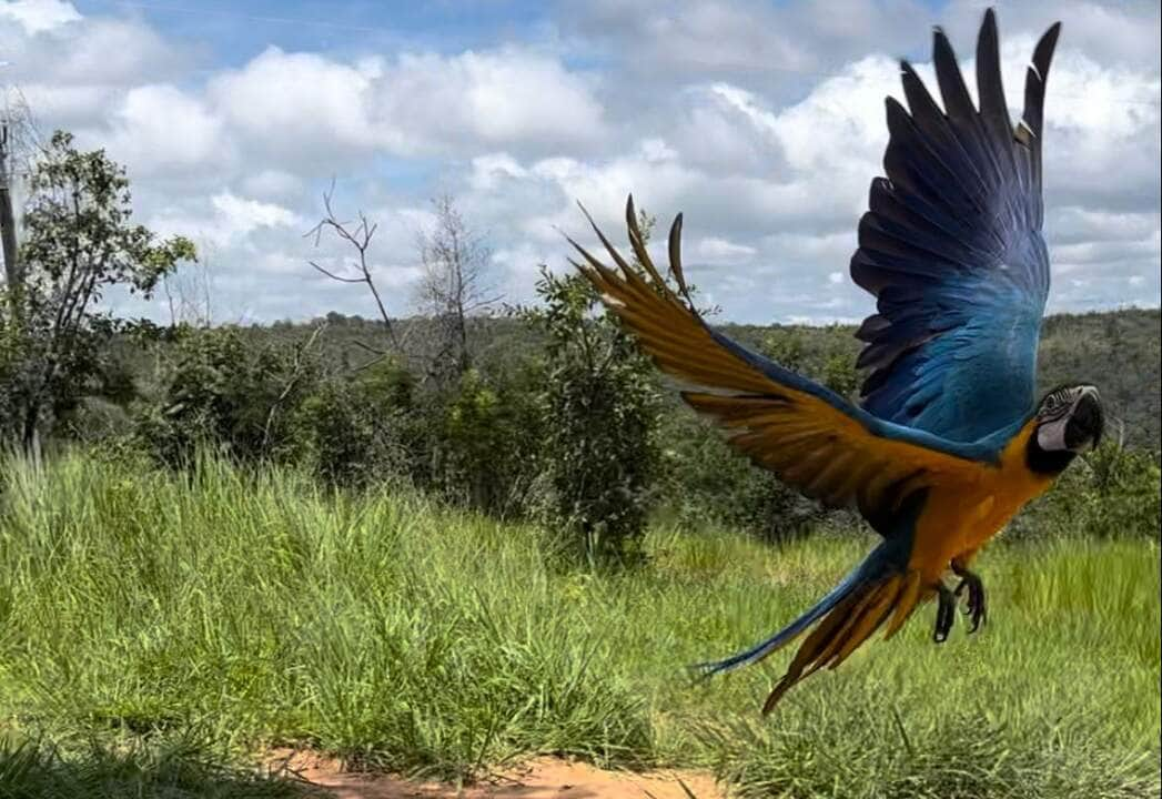 arara caninde e antas resgatadas sao levadas pela sema para a regiao do santuario de elefantes capa 2023 03 08 2023 03 08 1477467826