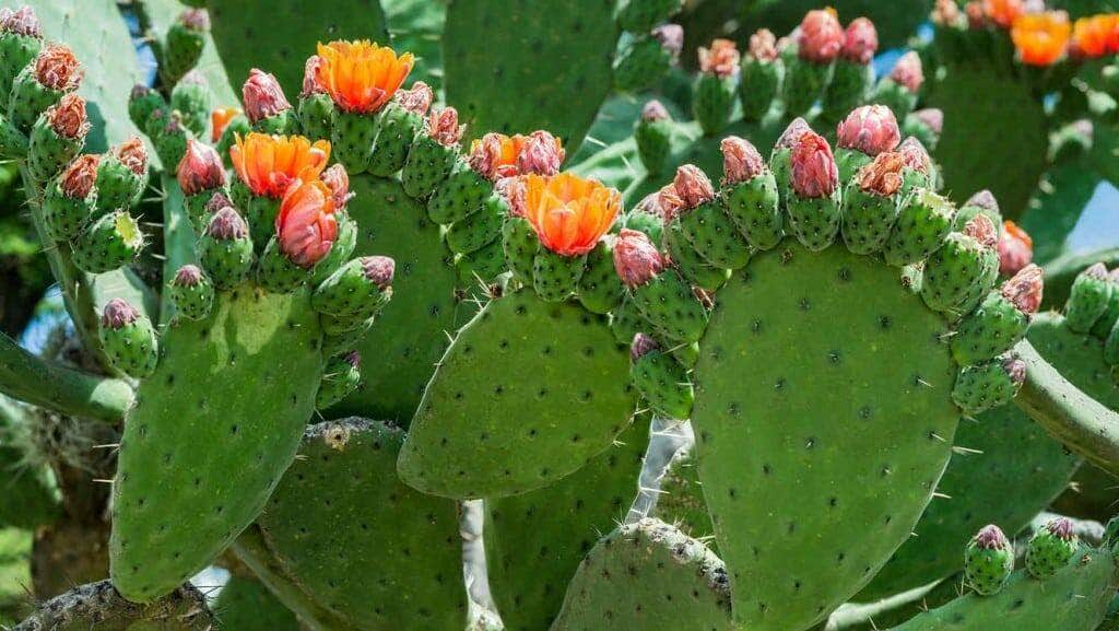 Que são os benefícios do suco de nopal?