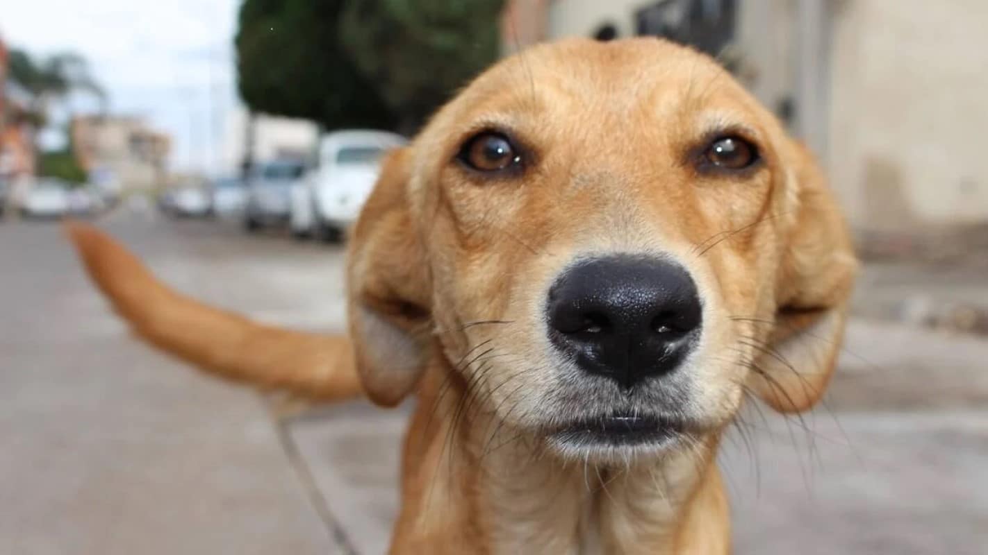 Com expectativa de vida que varia entre dez e vinte anos, o cão é um animal social que, na maioria das vezes, aceita o seu dono como o "chefe da matilha" e possui várias características que o tornam de grande utilidade para o homem.