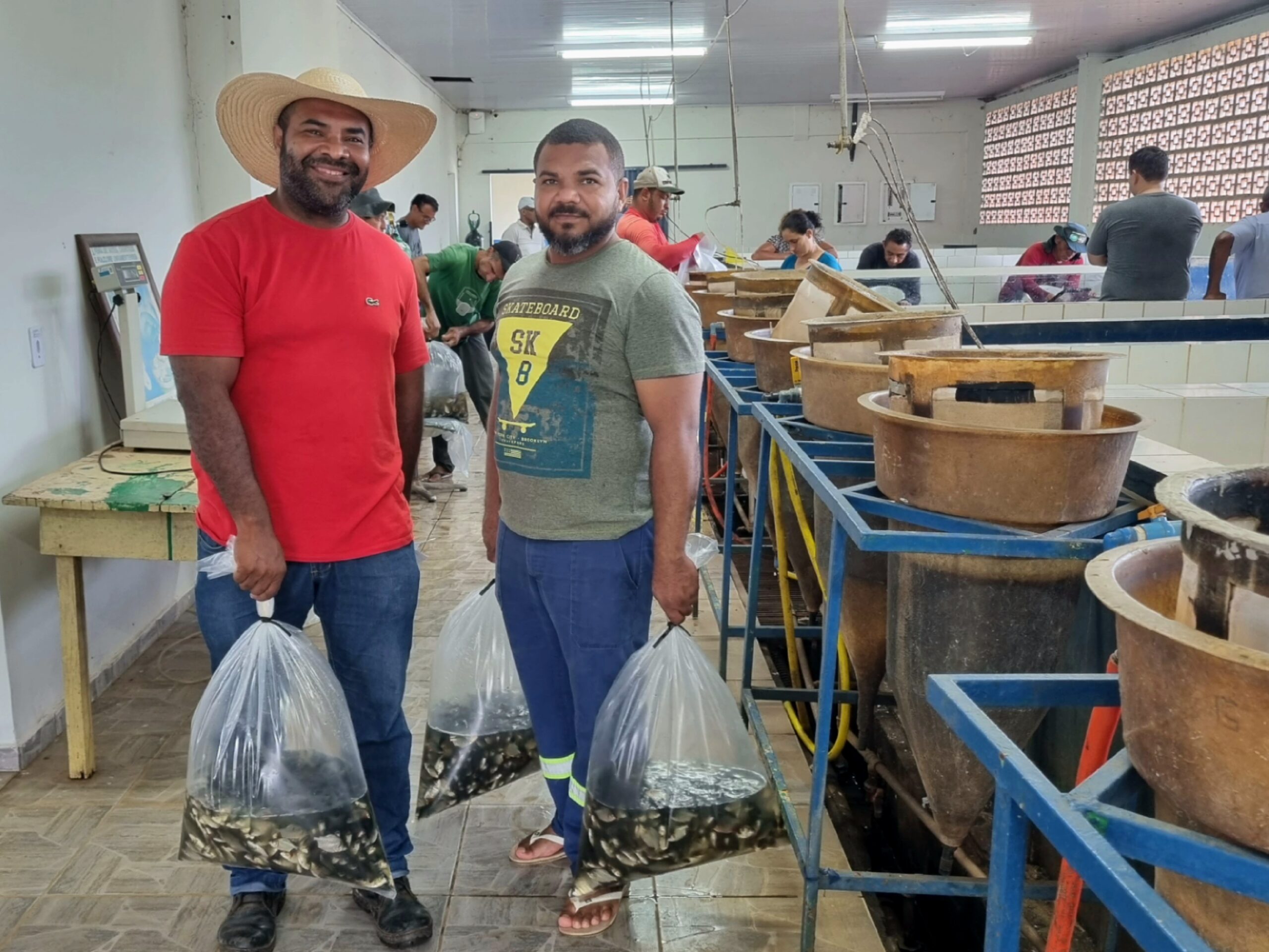 Empaer-MT | A entrega dos alevinos é feita toda sexta-feira e o transporte é por conta do comprador.