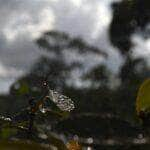 clima em mato grosso do sul