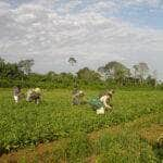 paa agricultores contam como melhoraram a renda e combateram a fome