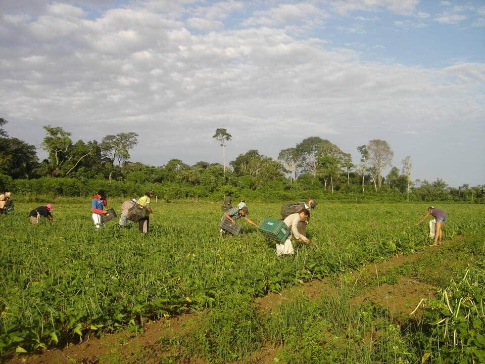 paa agricultores contam como melhoraram a renda e combateram a fome